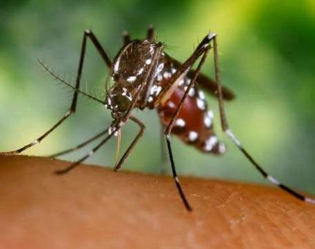 Le chikungunya contre les Bleus ?