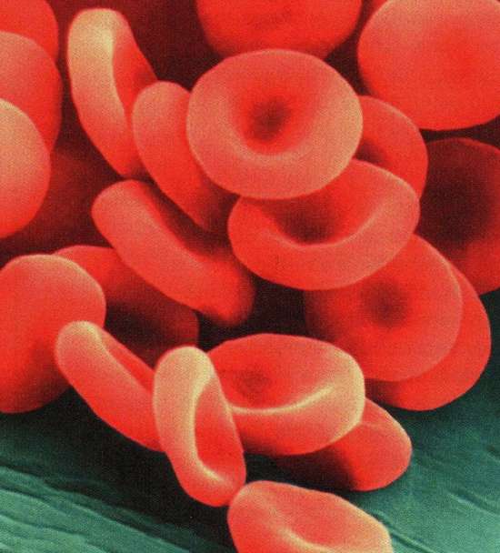 L&rsquo;Angleterre imite le Japon