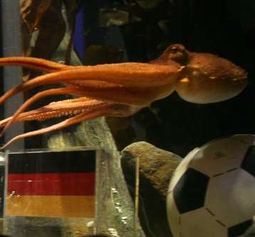 Le poulpe Paul choisit l&rsquo;Espagne