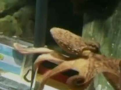 Paul le poulpe choisit l&rsquo;Espagne