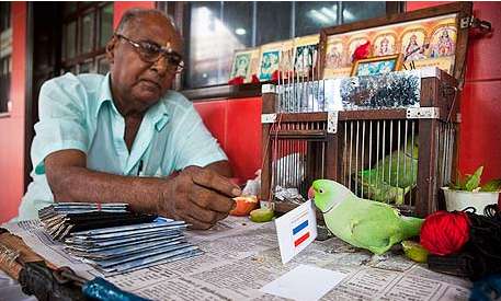 Le poulpe vs le perroquet