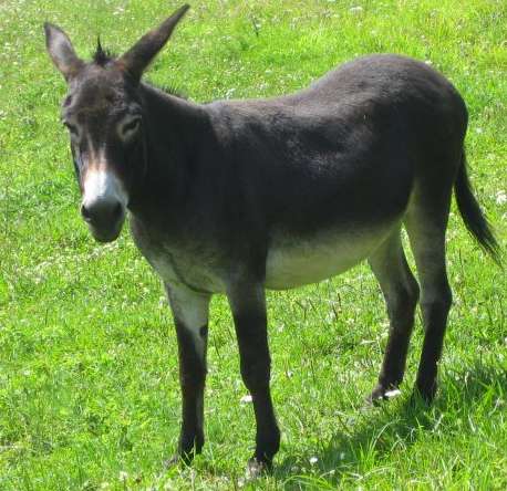 Redknapp recrute un âne