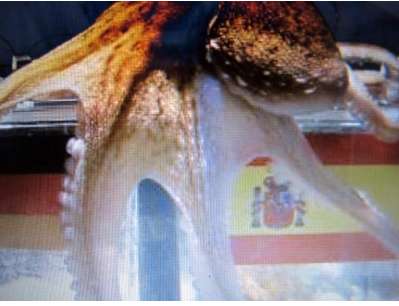 Le transfert de Paul le Poulpe !