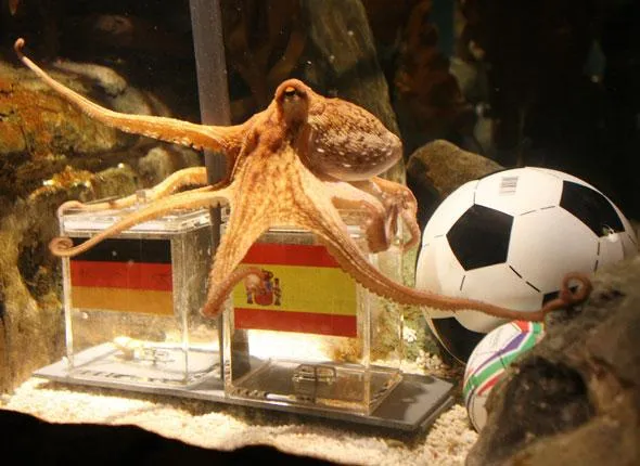 Paul le poulpe ambassadeur