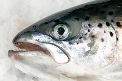 Le «saumon» s&rsquo;exporte au Japon