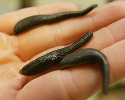 Saha guéri par des sangsues