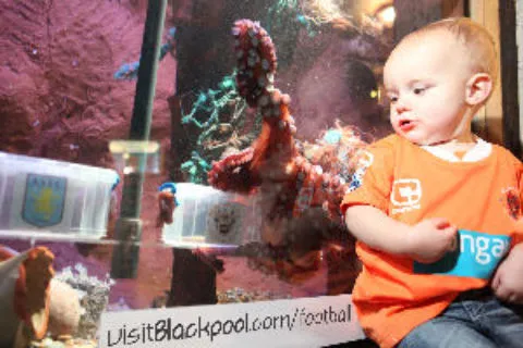 Paul le Poulpe a un cousin