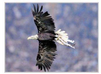 La Lazio et son aigle capricieux