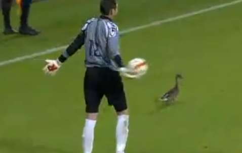 Vidéo: la chasse au canard