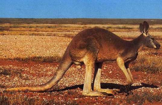 Mieux payé en Australie qu&rsquo;en MLS