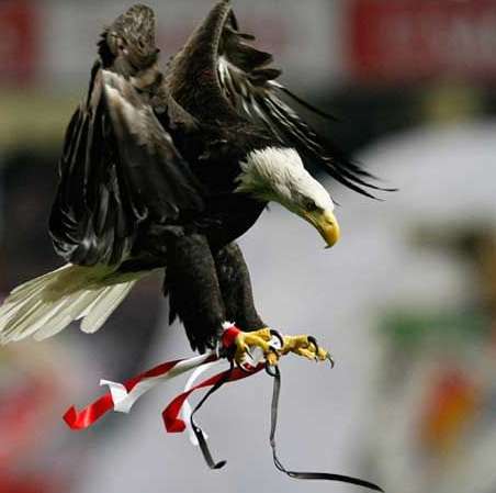 L&rsquo;aigle de Benfica en cage