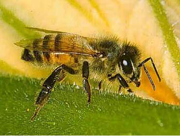 Vidéo : Invasion d&rsquo;abeilles