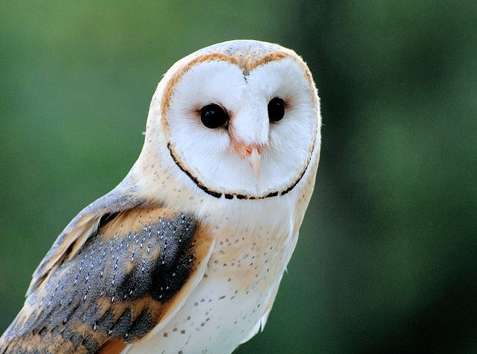 Le tueur de la chouette suspendu