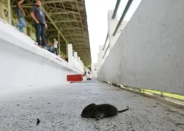 Photo: un rat au Fluminense
