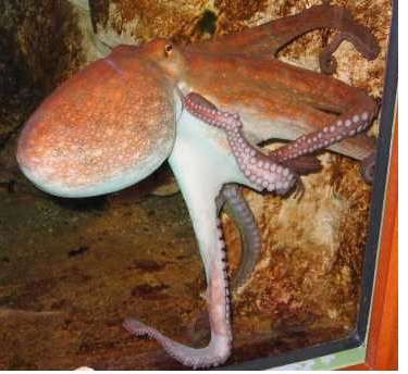 Le retour de la prédiction des poulpes