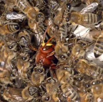 Match arrêté par des abeilles