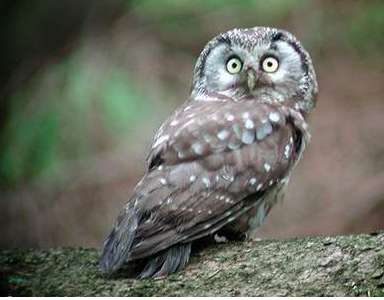 Le tueur de chouette condamné