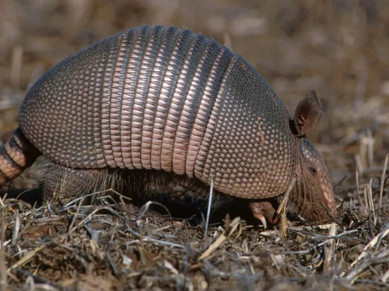 Mondial 2014 : la mascotte connue