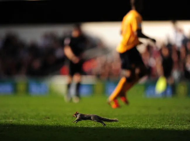 Photo : Un écureuil sur la pelouse