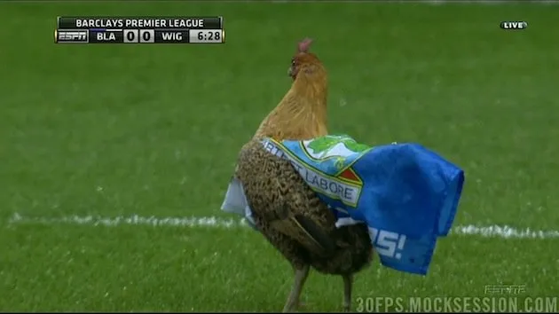 Photo : Le poulet de Blackburn