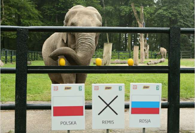 L&rsquo;éléphant Citta parie sur la Pologne