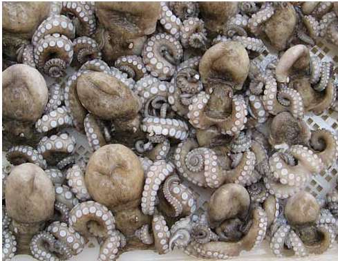 «<span style="font-size:50%">&nbsp;</span>Le poulpe, je l&rsquo;aime dans la casserole<span style="font-size:50%">&nbsp;</span>»