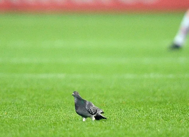 Saint-Étienne lutte contre les pigeons