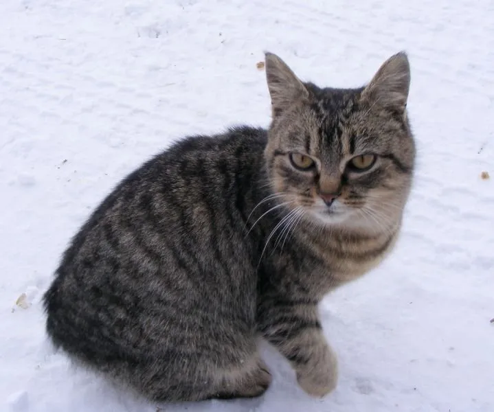 Le chat Tigrou retrouvé !