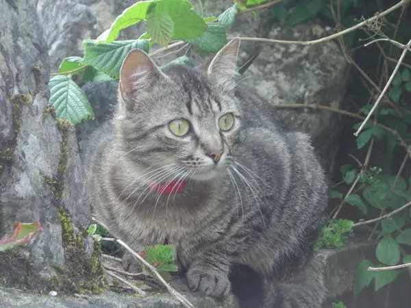 Tigrou, fugueur et amateur de foot