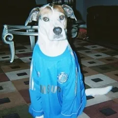 Photo: Des chiens fans de foot