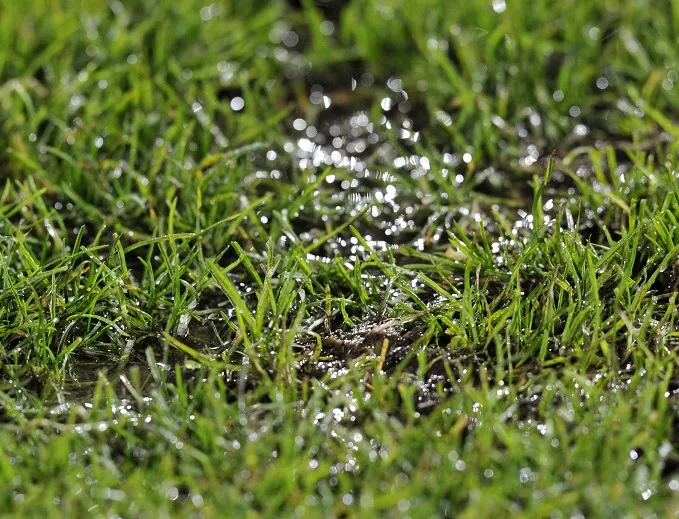 Des joueurs prêts à jardiner pour gagner