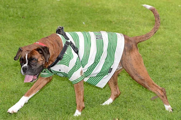 Un chien frappé à cause d&rsquo;un maillot