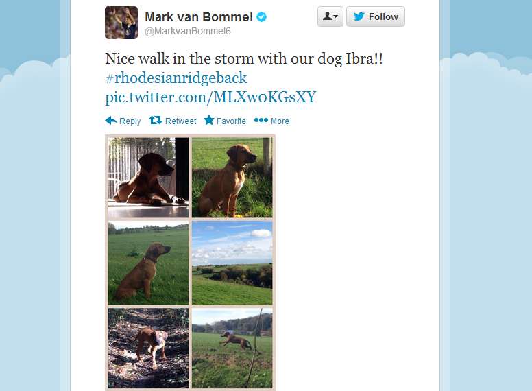 Photo : Ibra, le chien de Van Bommel