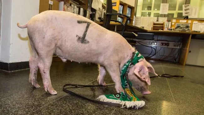 Photo : Le cochon d&rsquo;Hanovre