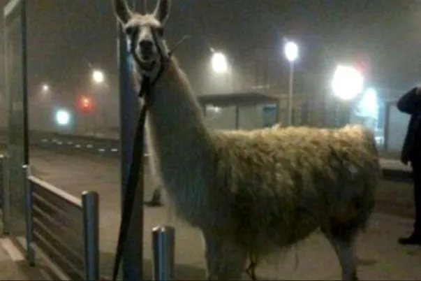 Serge le lama à Chaban-Delmas