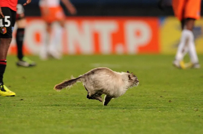 Top 10 : 30 millions d’amis