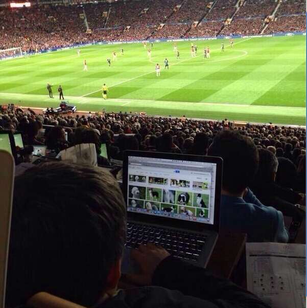 Photo: ce chien de Fellaini