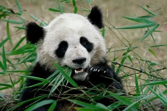 Des pandas pronostiqueurs