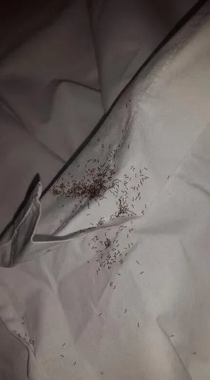 Photo : Uruguay, sabotage aux termites ?