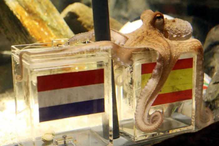 Un remplaçant pour Paul le poulpe ?