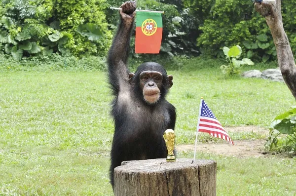 Mondial : peut-on vraiment se fier aux pronostics des animaux ?