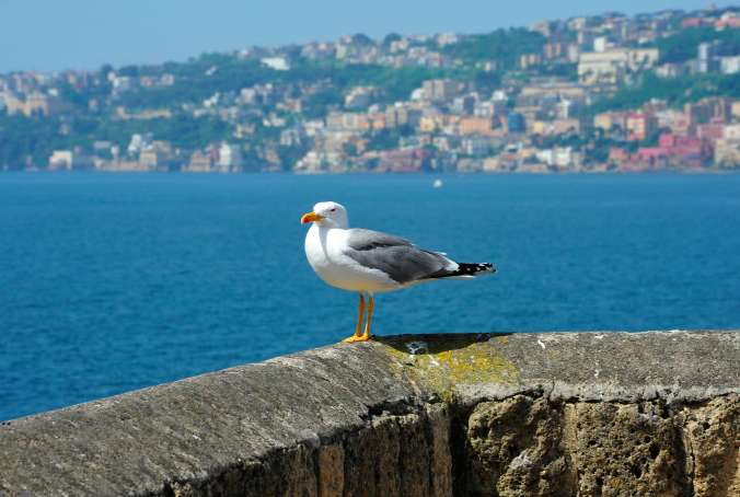 En Écosse, la guerre aux mouettes est déclarée