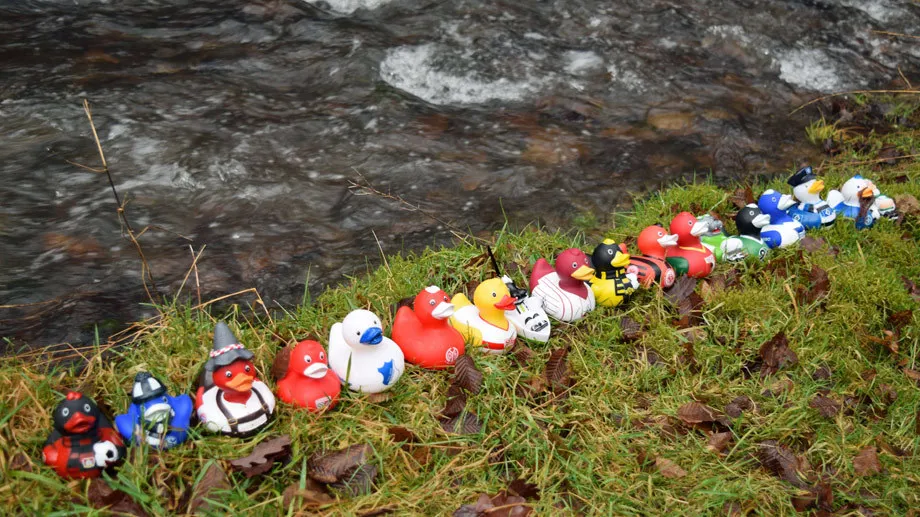 La BunDucksLiga, l’autre danse des canards