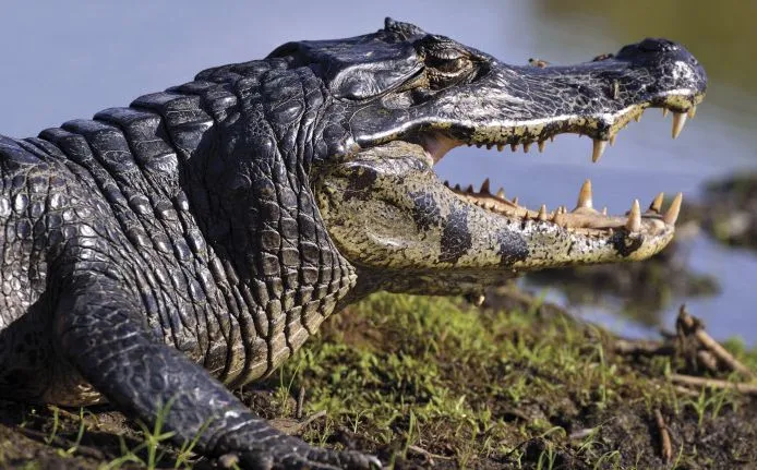 Ah les crocrocro, les crocrocro, les crocodiles