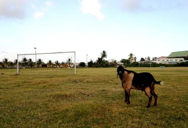 Peut-on qualifier les joueurs marseillais de chèvres ?