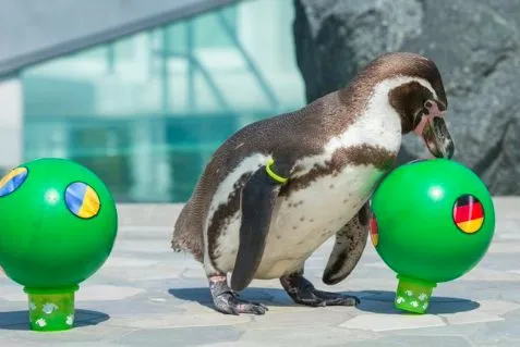Le classement des animaux clairvoyants