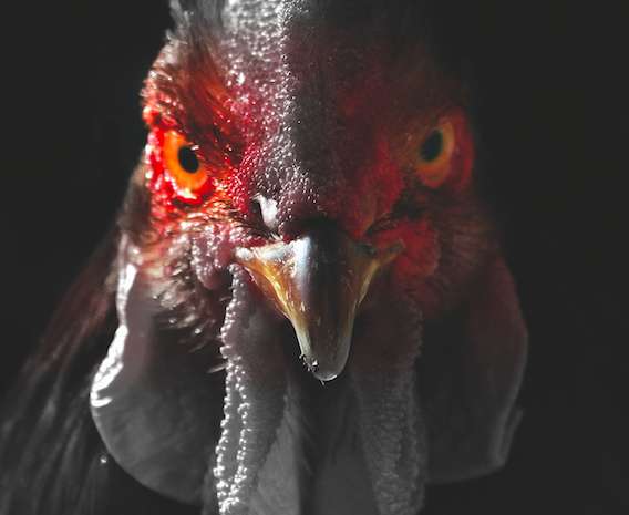 Le Mondial au Cannibale Café !