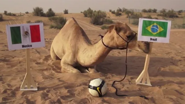 Mondial : peut-on vraiment se fier aux pronostics des animaux ?