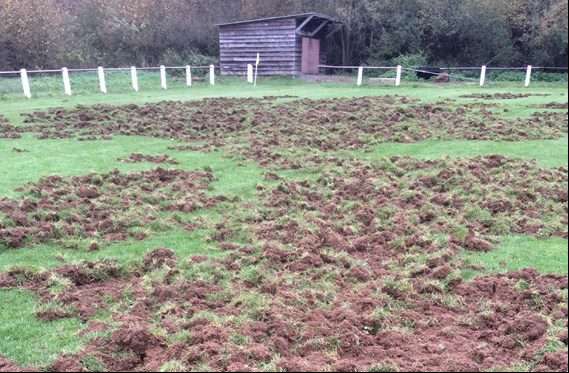 Des sangliers détruisent le terrain