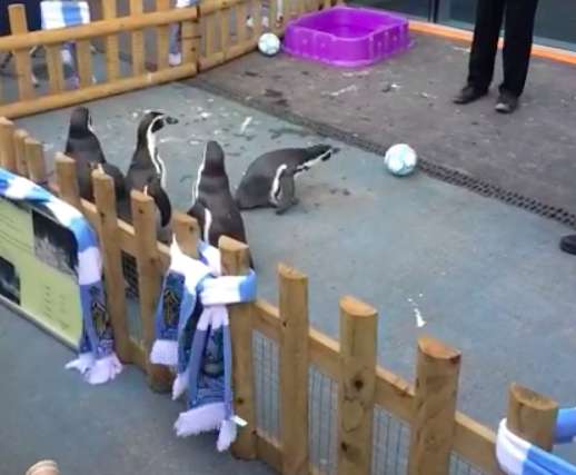 Vine : Des pingouins qui jouent au foot